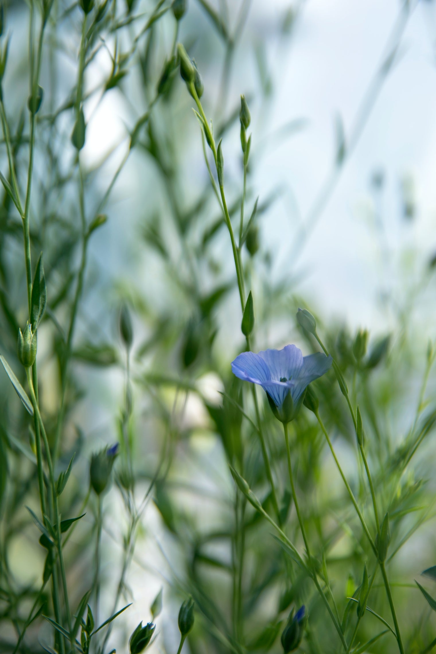 close up up a flax plant in bloom 